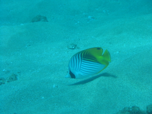 Butterfly_fish