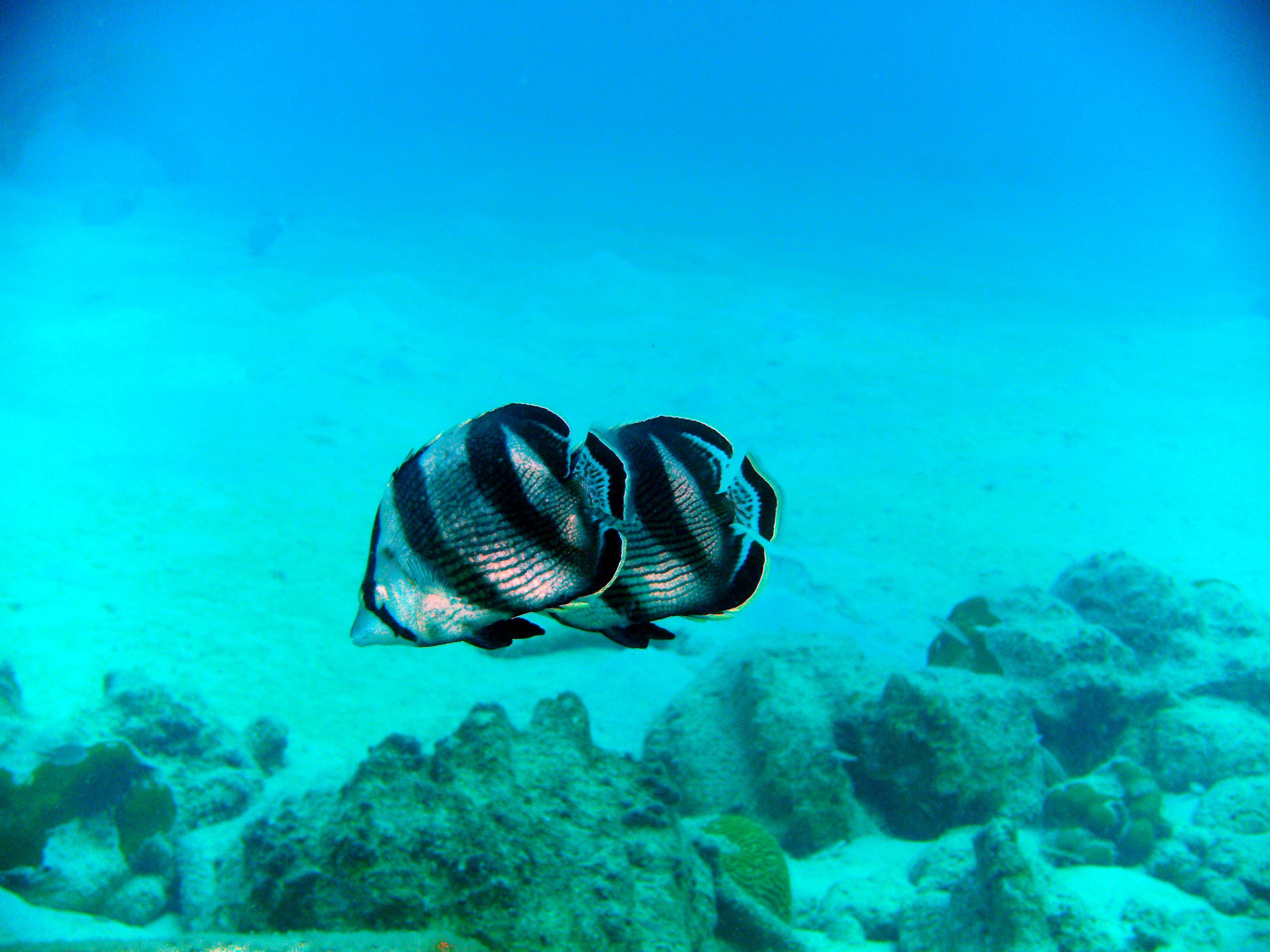 Butterfly_Fish2