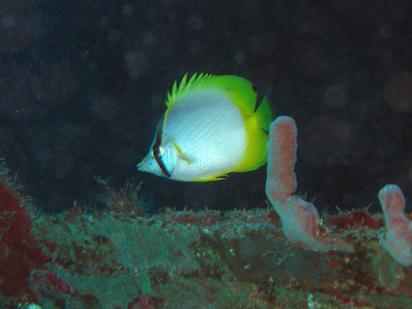 Butterfly_fish_at_Toms_Point_Wreck_sm