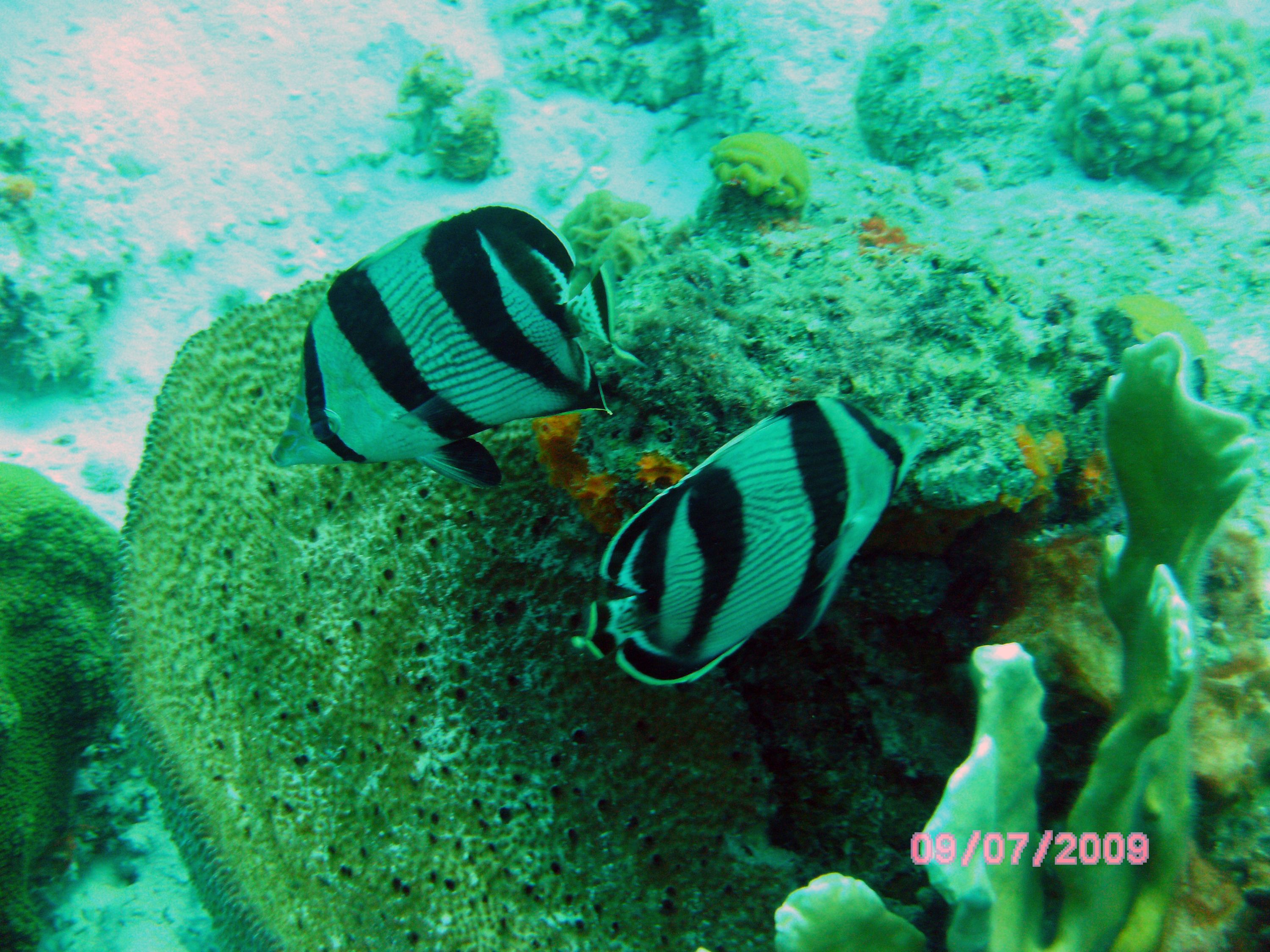 Butterfly_Fish_with_Coral_Bonaire