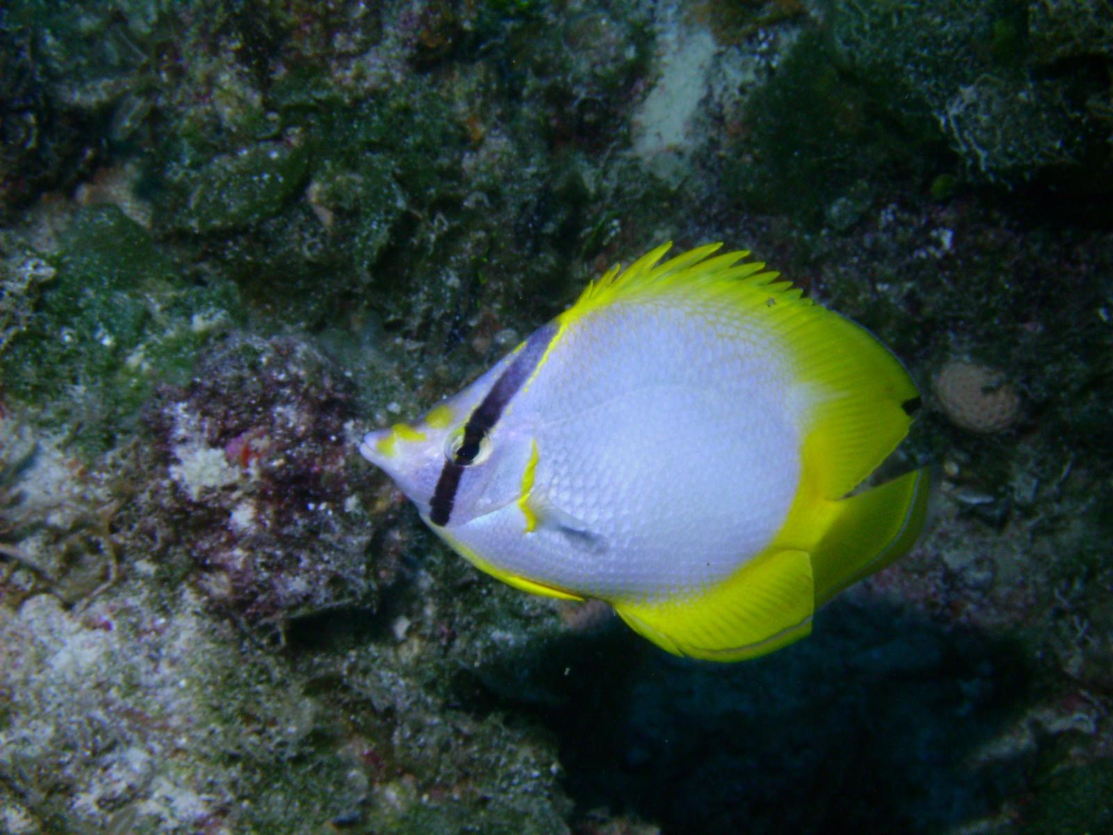 Butterflyfish