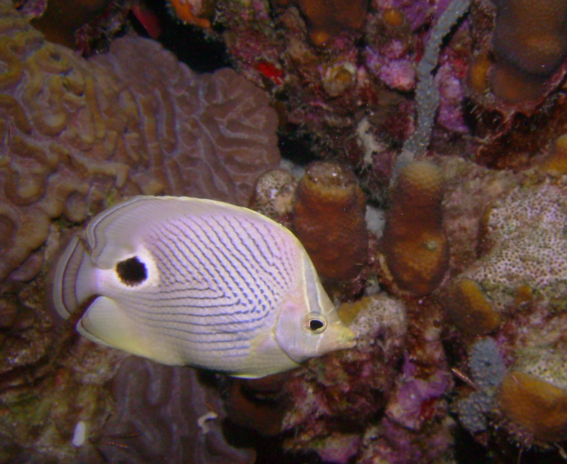 Butterflyfish