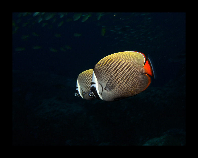 butterflyfish