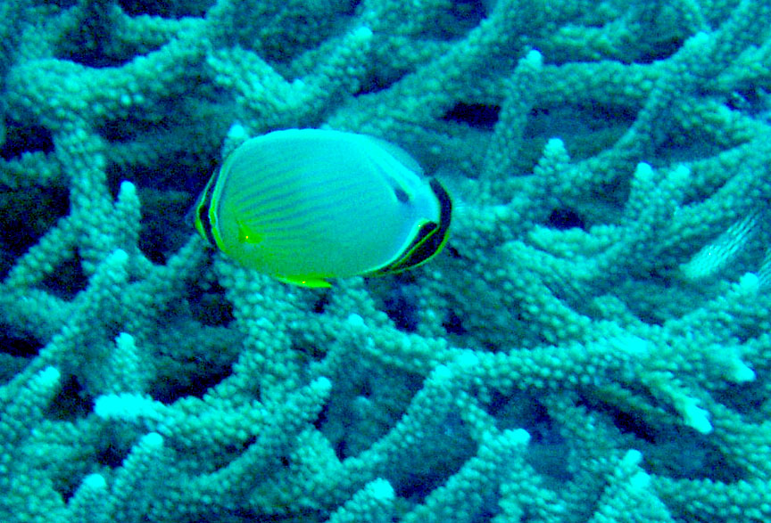 Butterflyfish