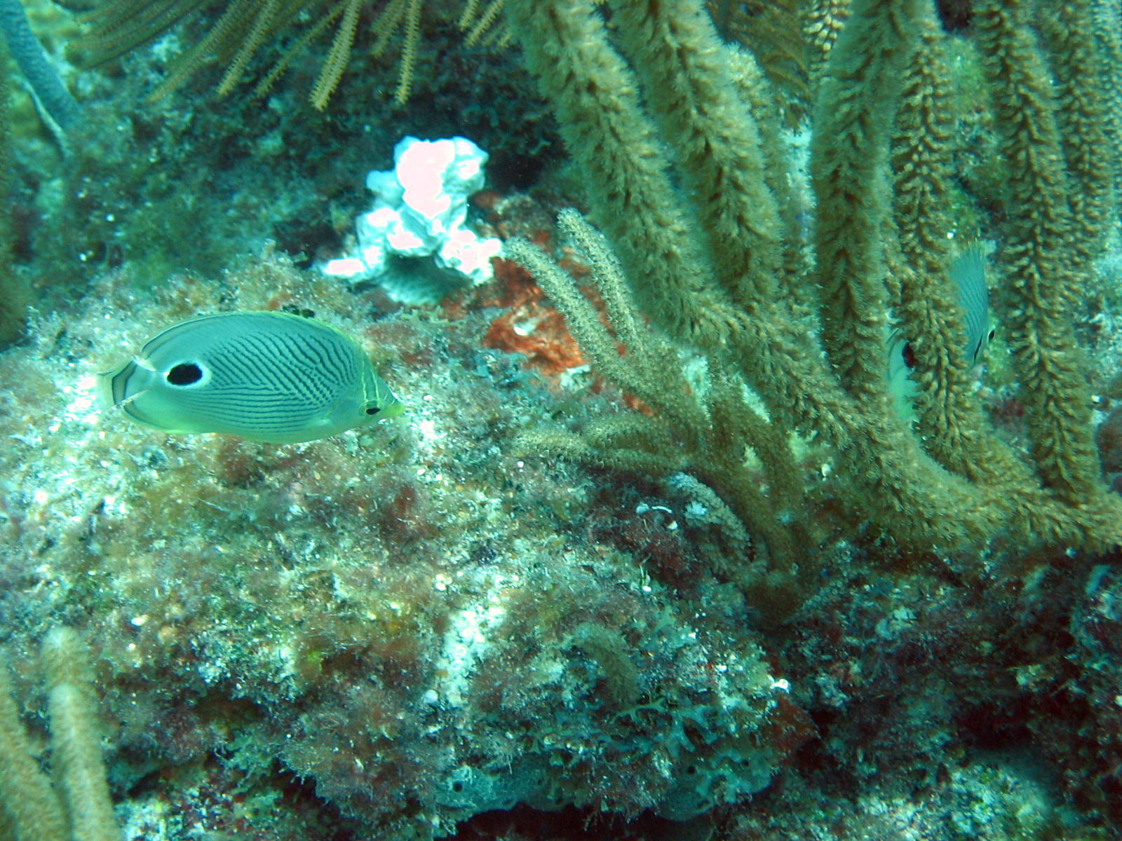 Butterflyfish