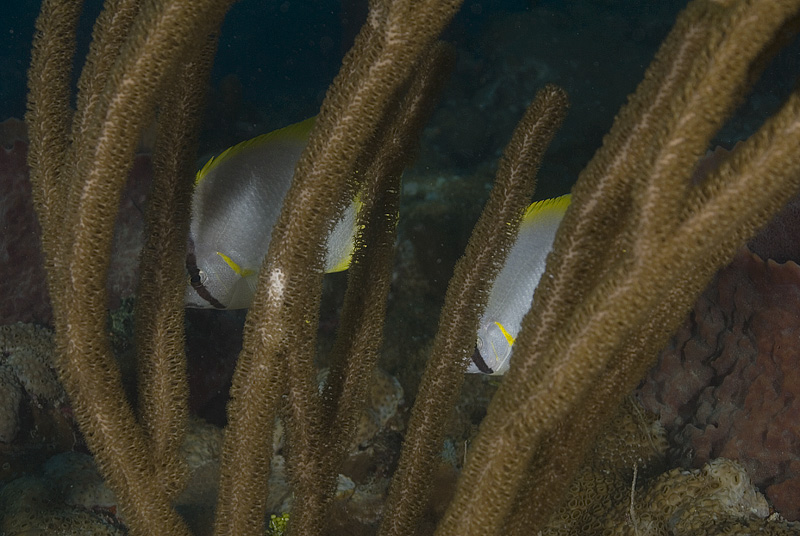 Butterflyfish