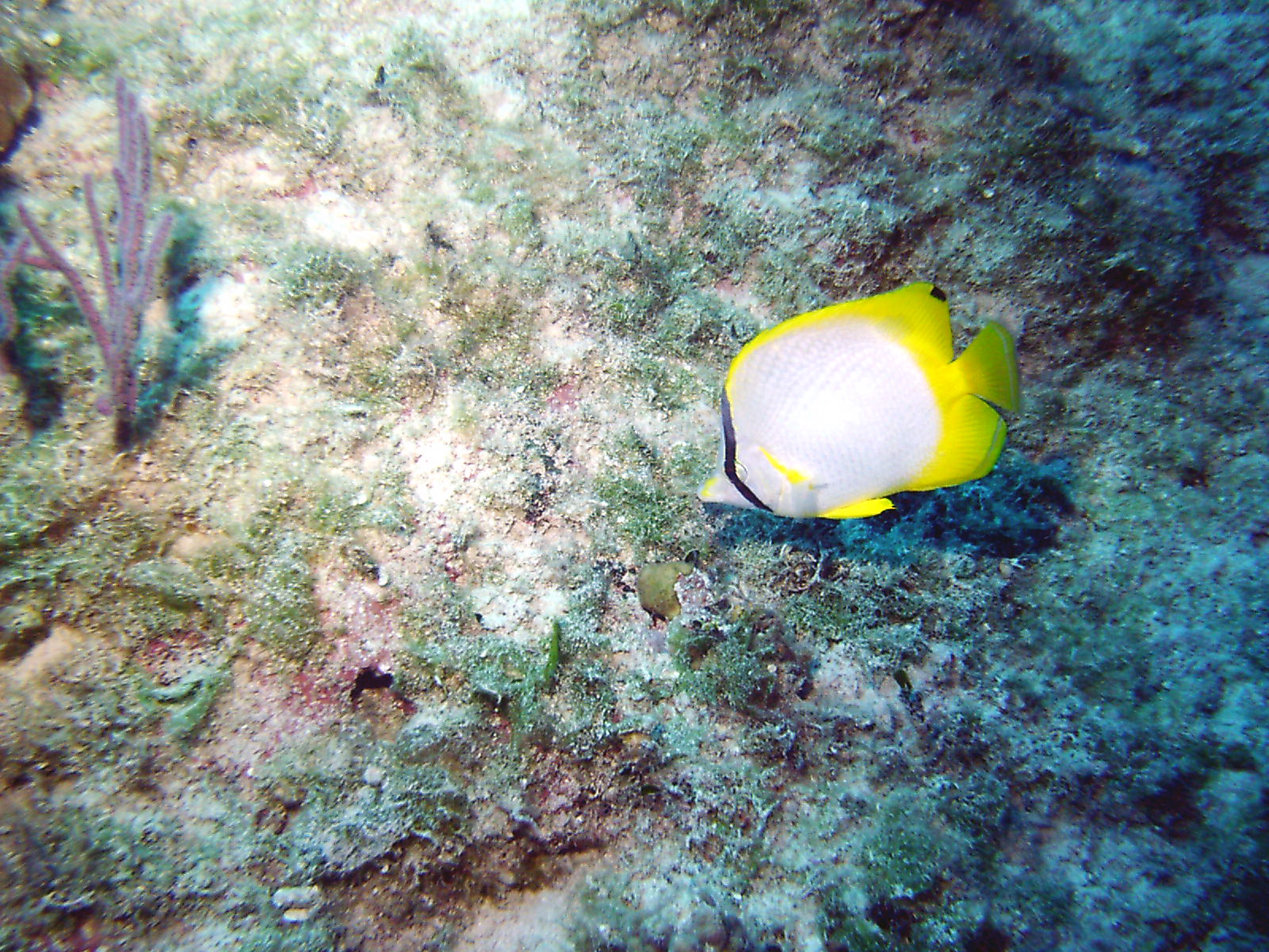 butterflyfish3