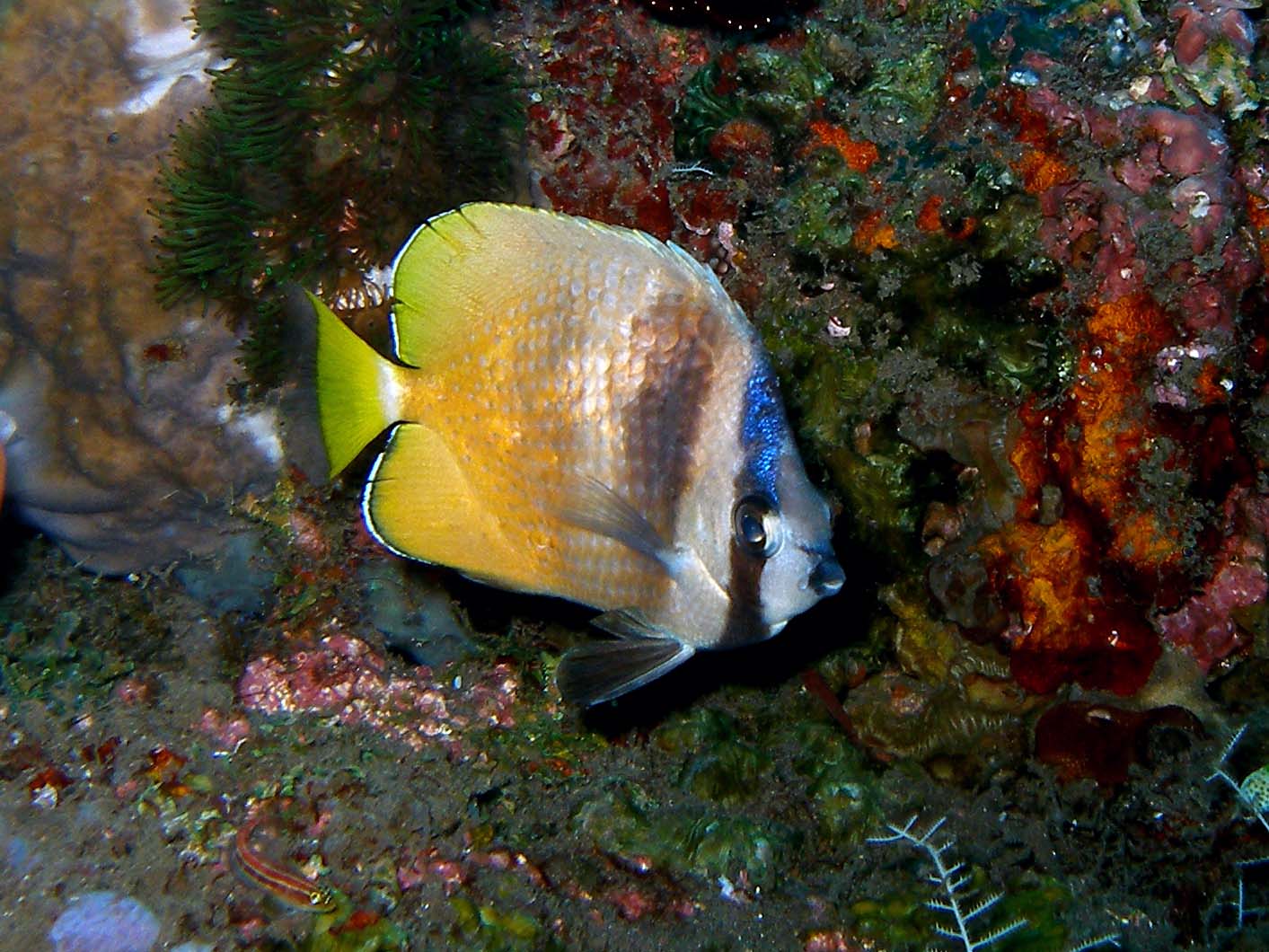 Butterflyfish4