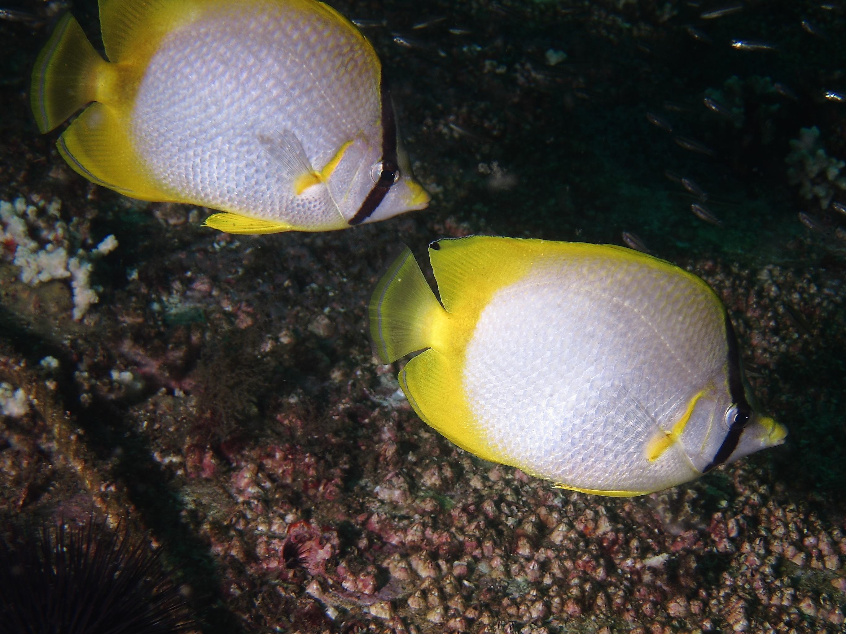 butterflyfish601