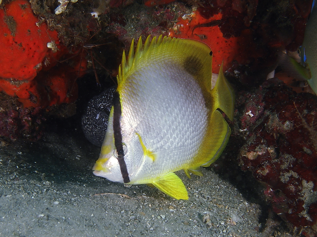 butterflyfish902