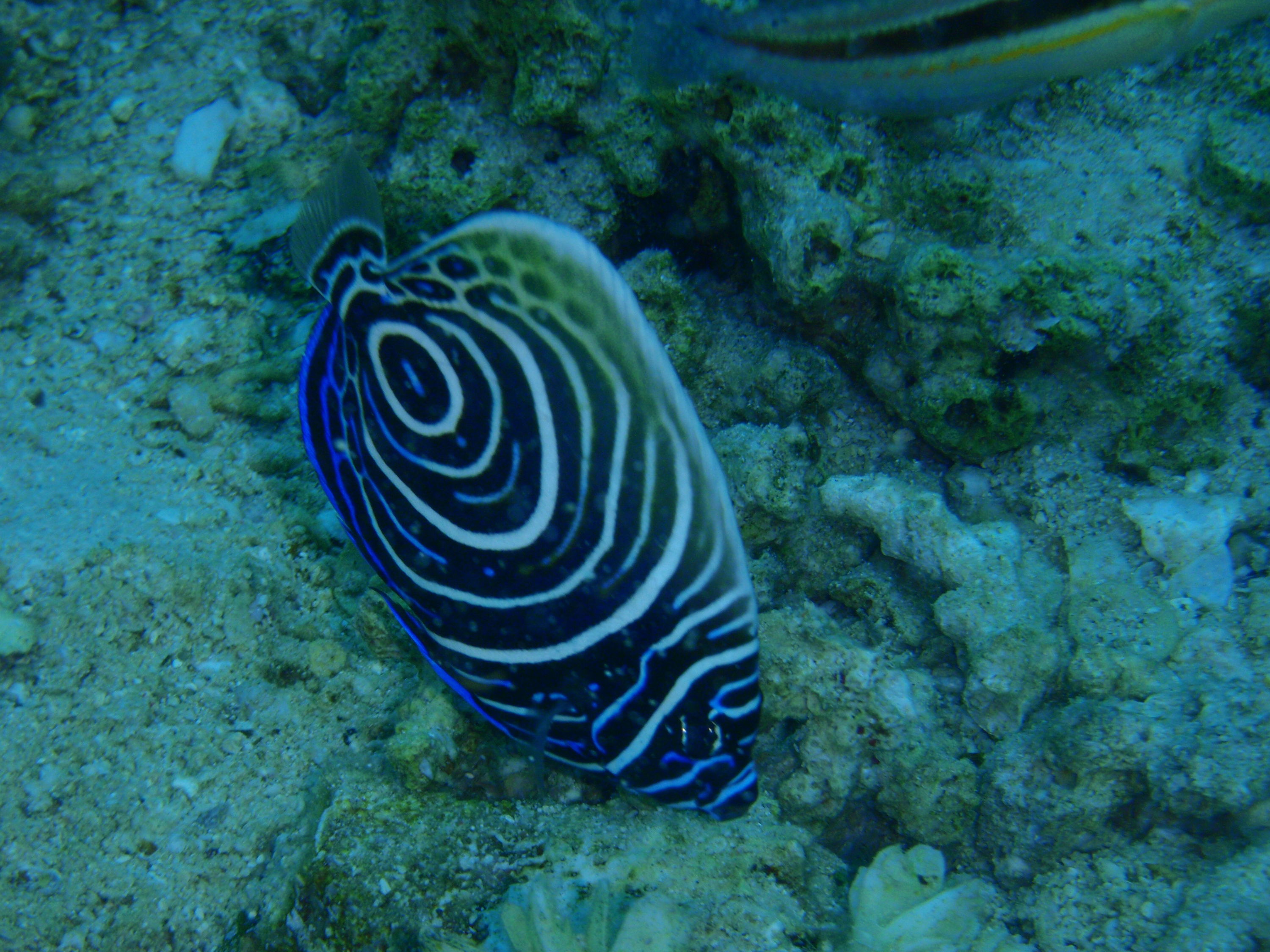 Butterly Fish