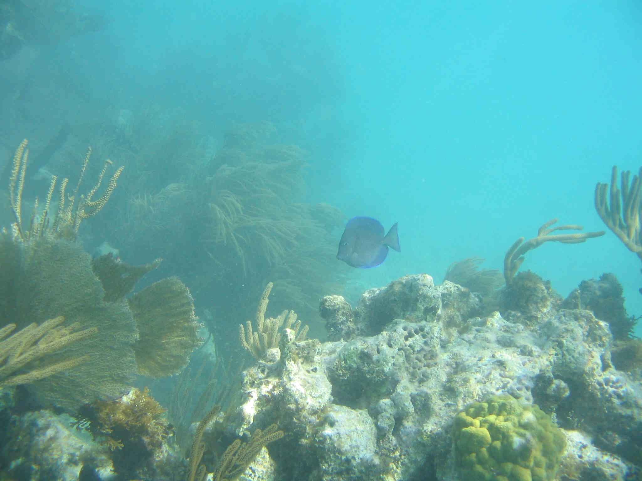 BVI Reef