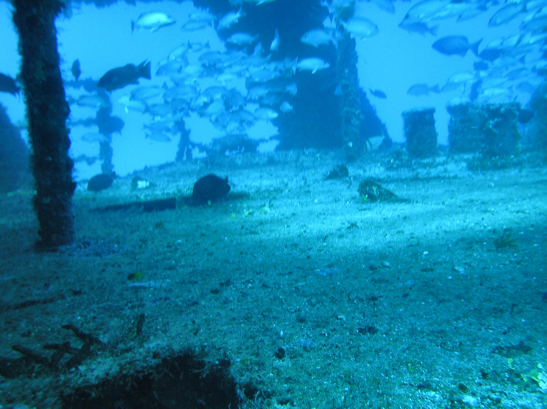 C-53 Anaya Wreck Cancun