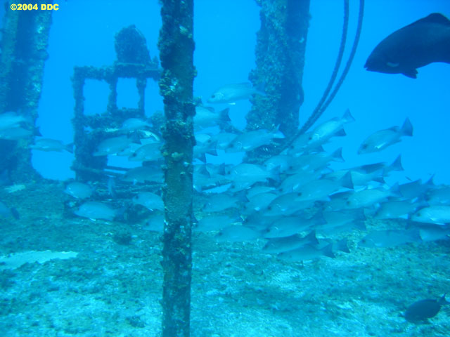 C-55 Wreck, Cancun, MX