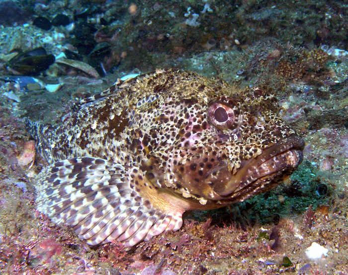 Cabazon - Heisler Park