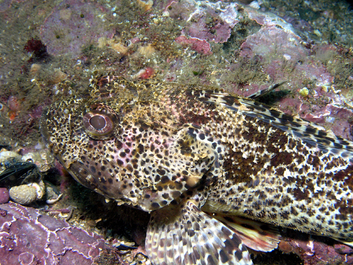 Cabazon - Heisler Park