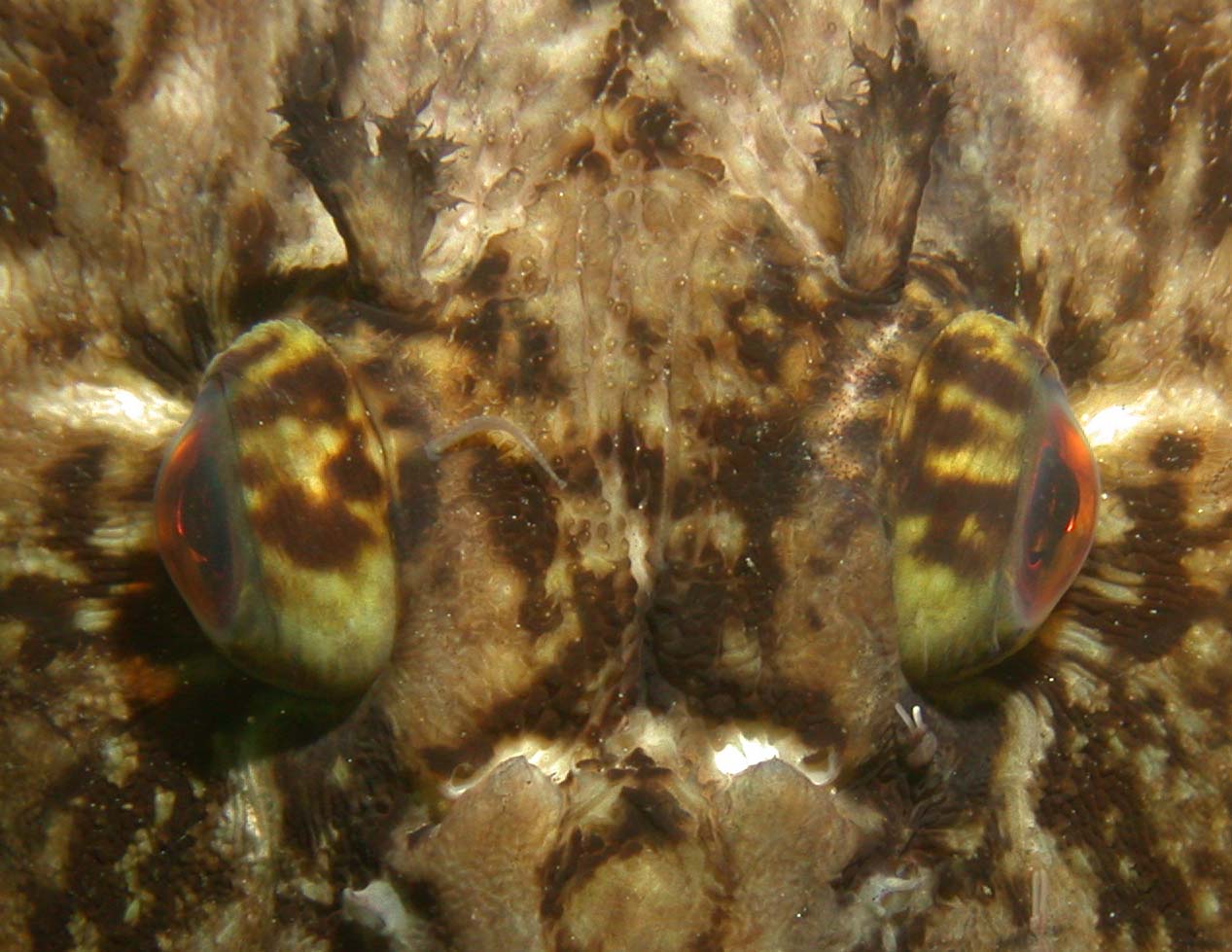 Cabezon Closeup