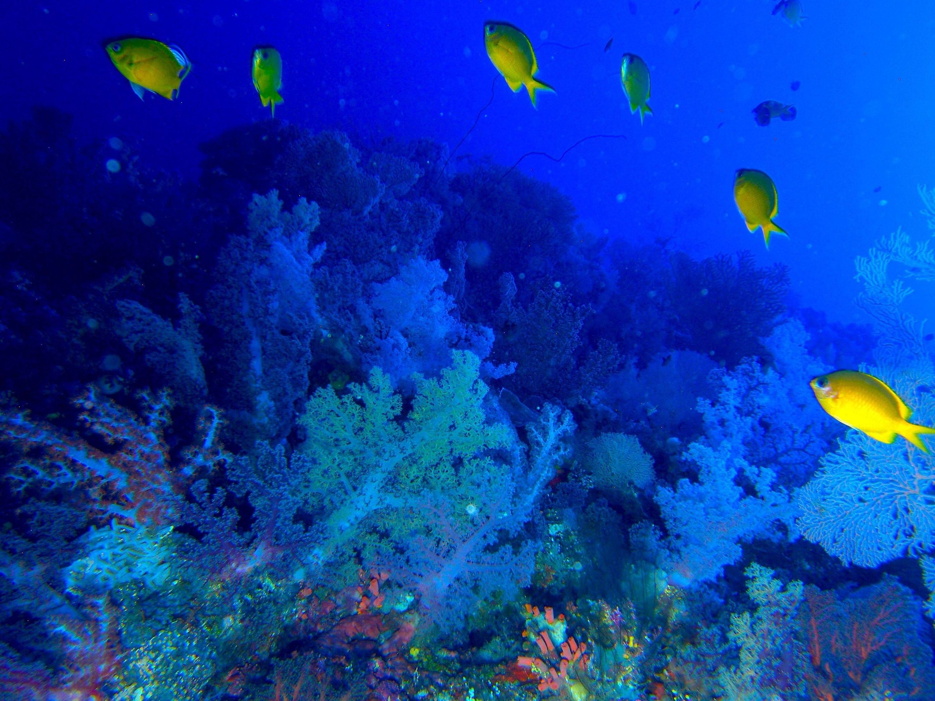 Cabilao_Reefscape_11