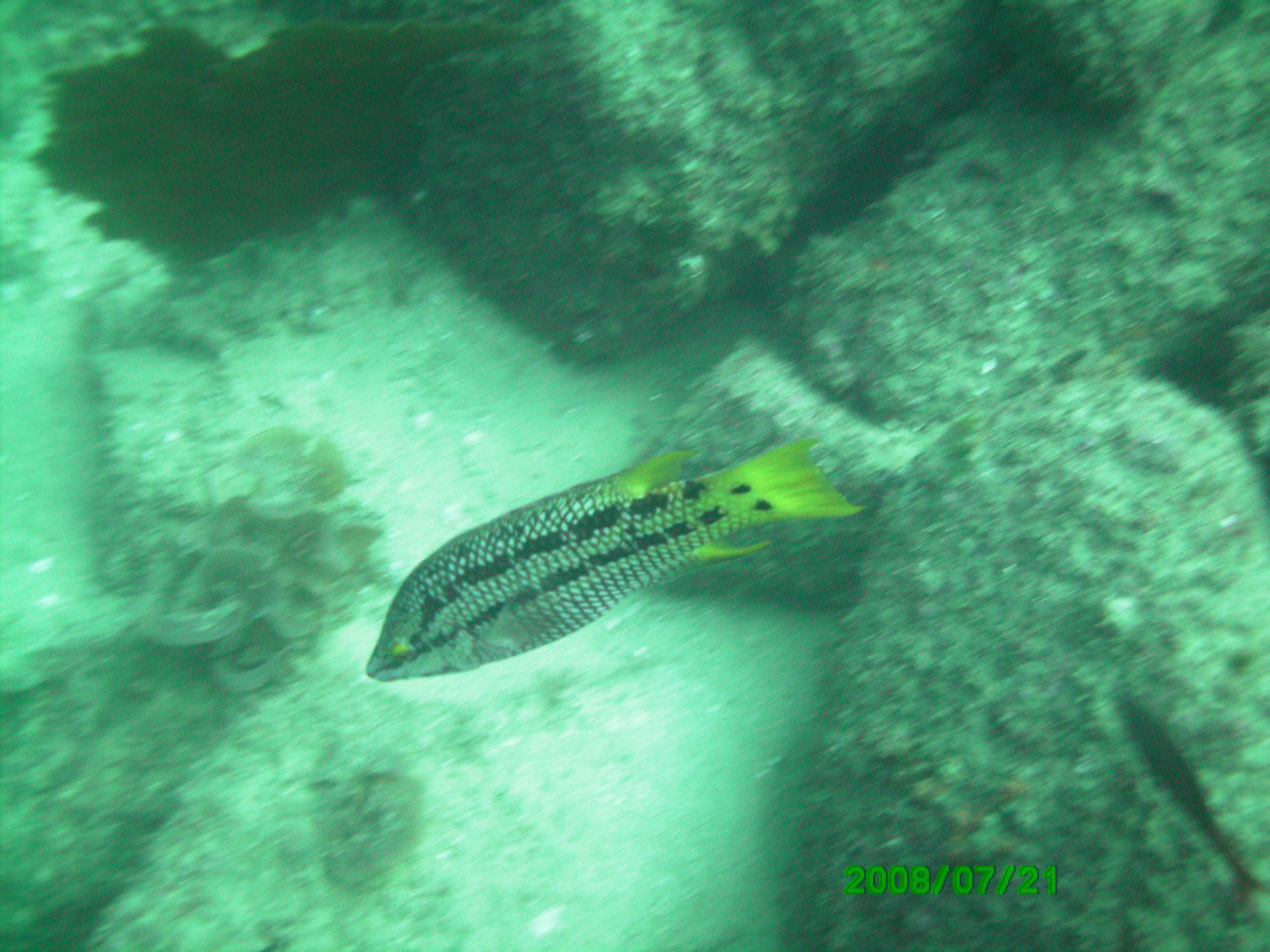 CABO '08