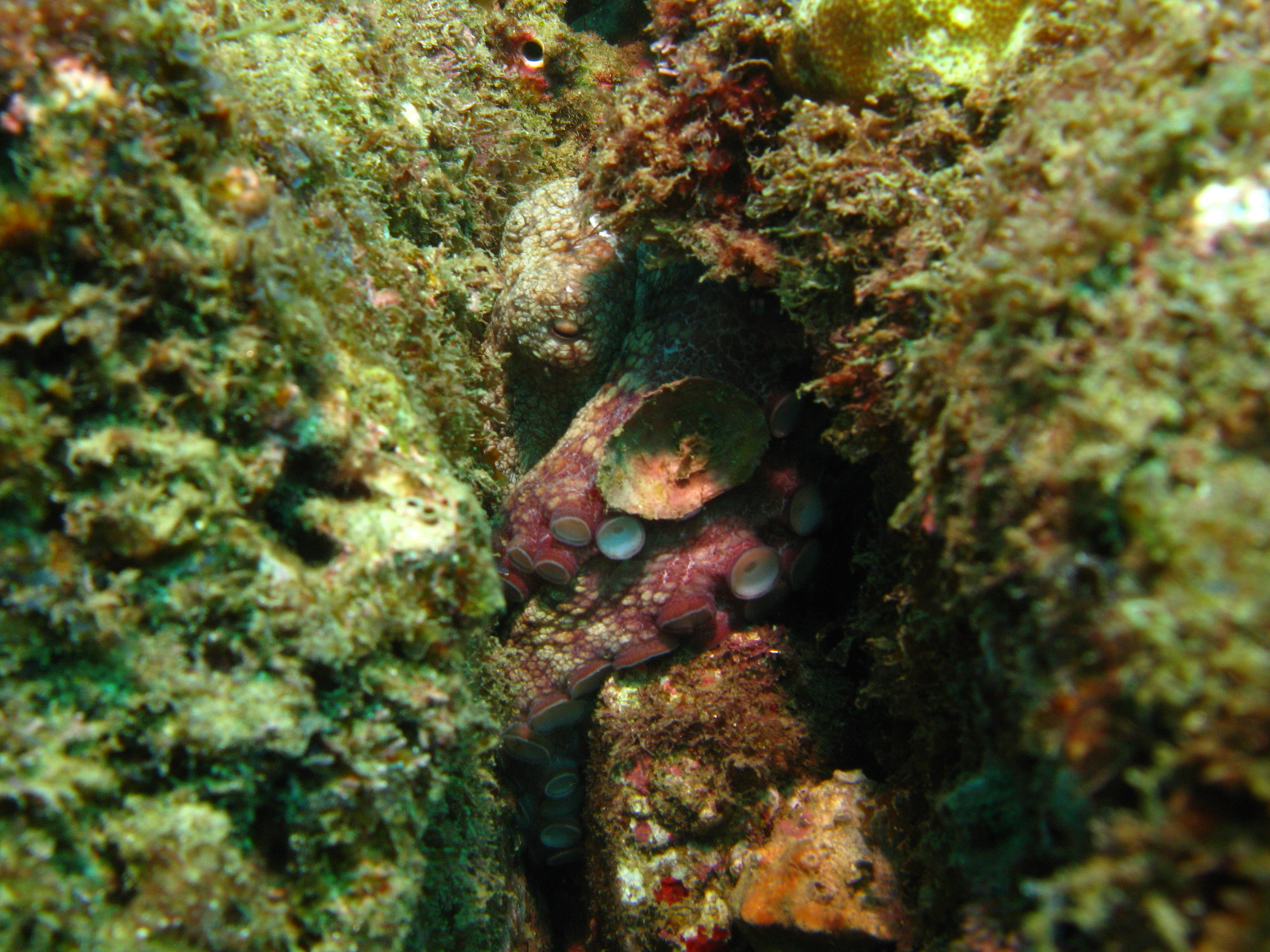 cabo-underwater-371