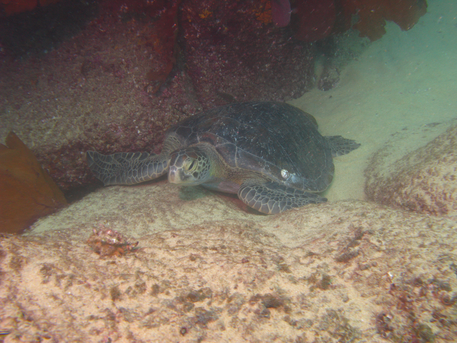 cabo-underwater-7