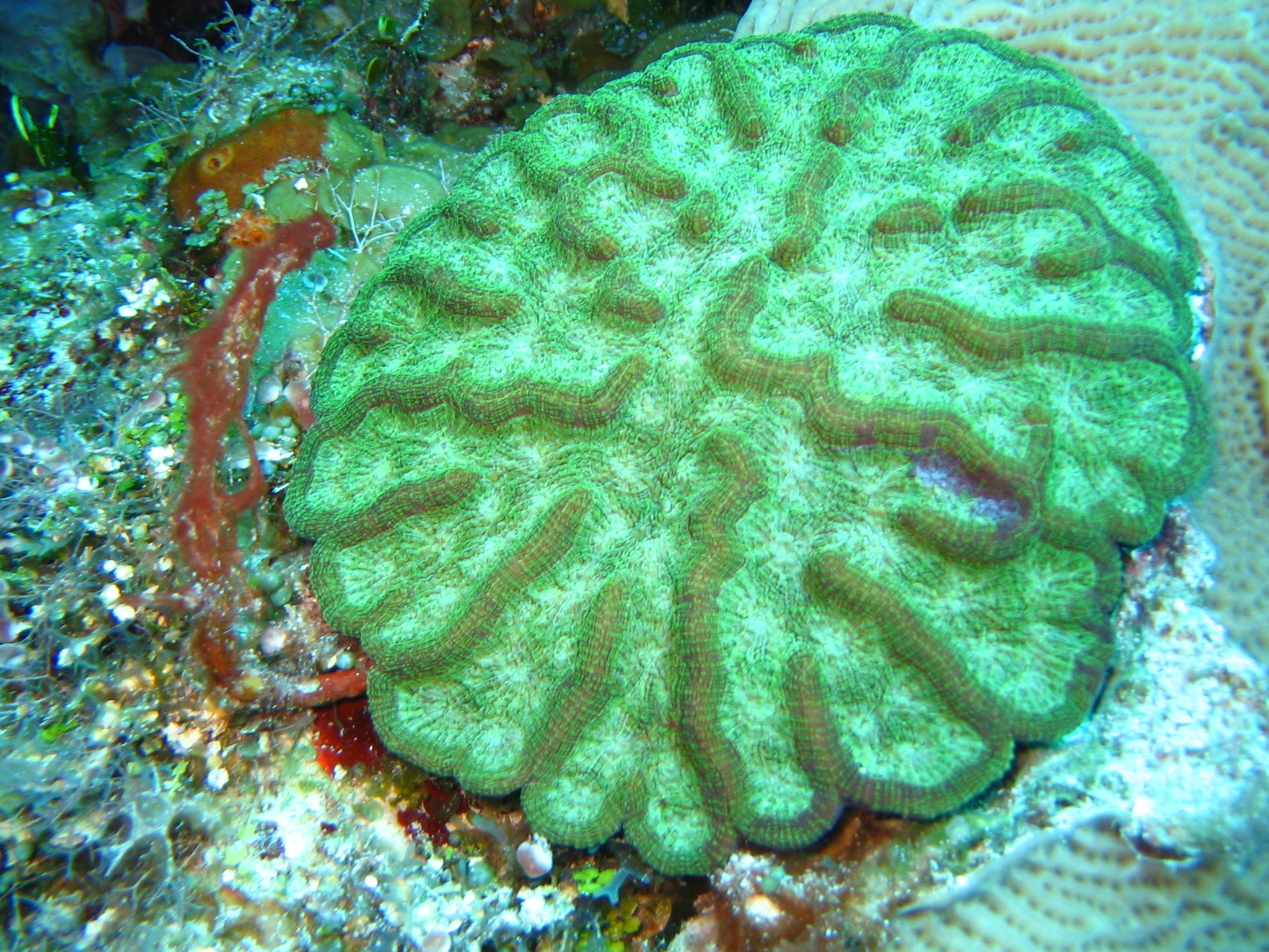 Cactus coral, Mycetophyllia sp.