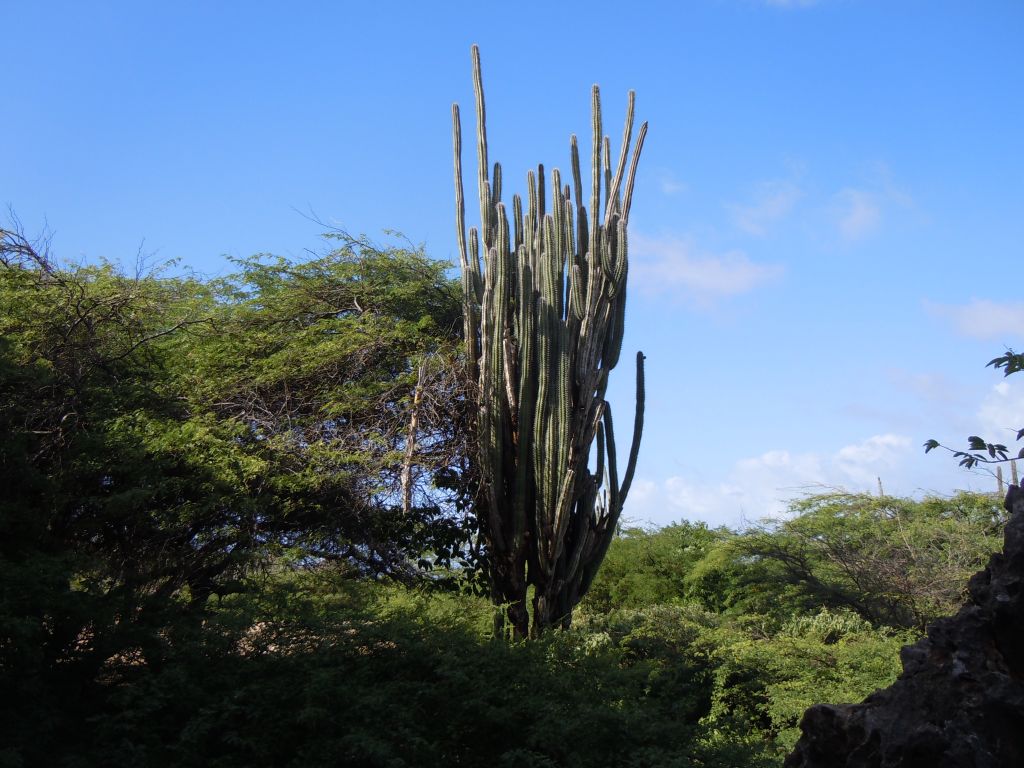 cactus1
