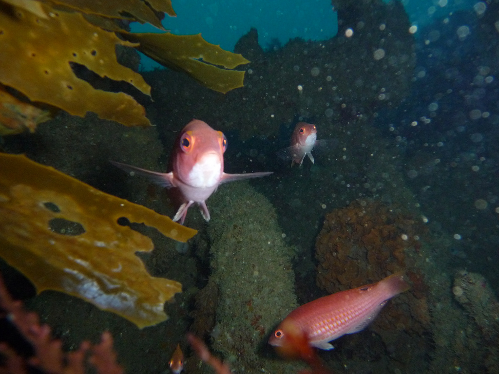 Caesioperca rasor (Barber Perch) on J4 Sub