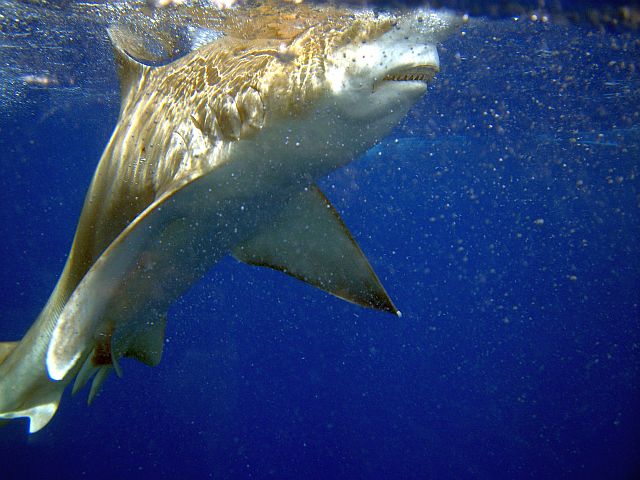 Cage dive in Hawaii