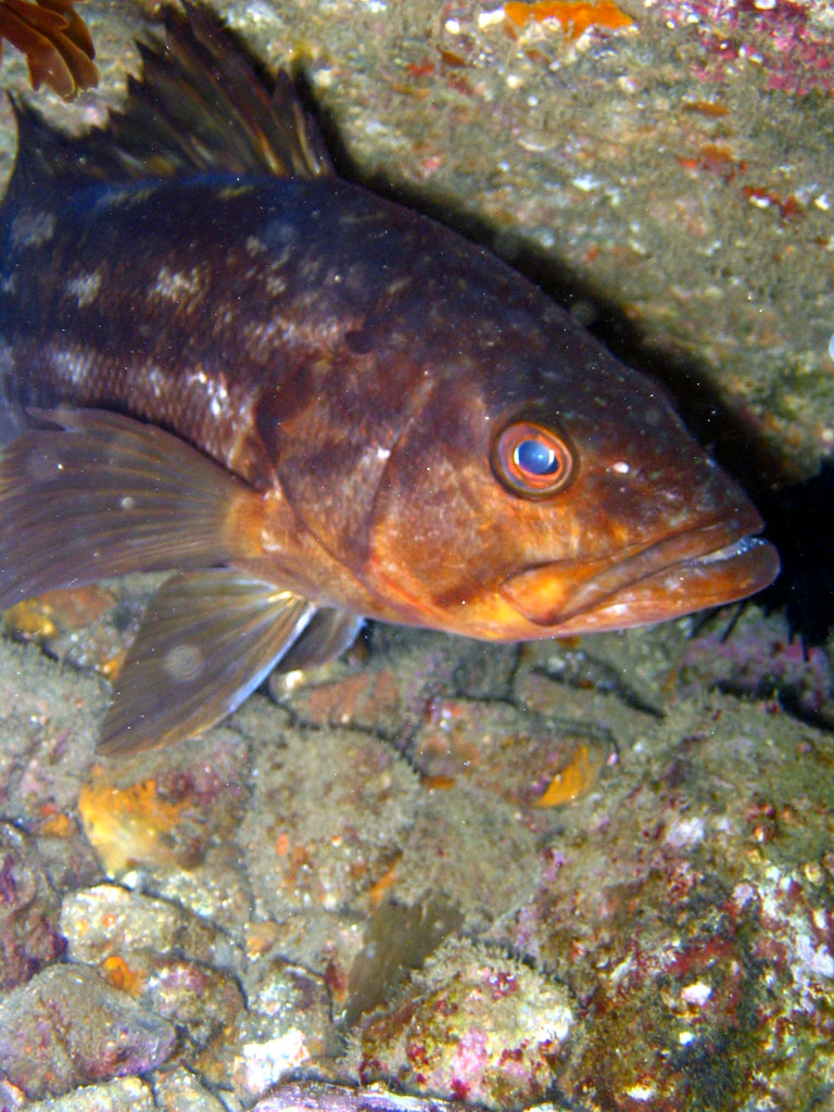 Calico Bass