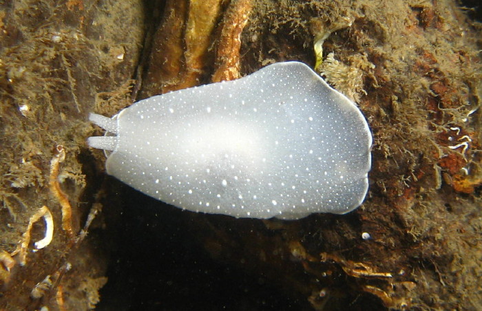 California Berthella