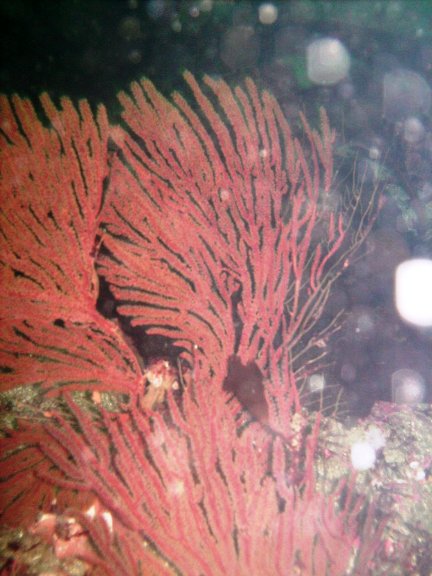 California Golden (Gorgonian Muricea californica)