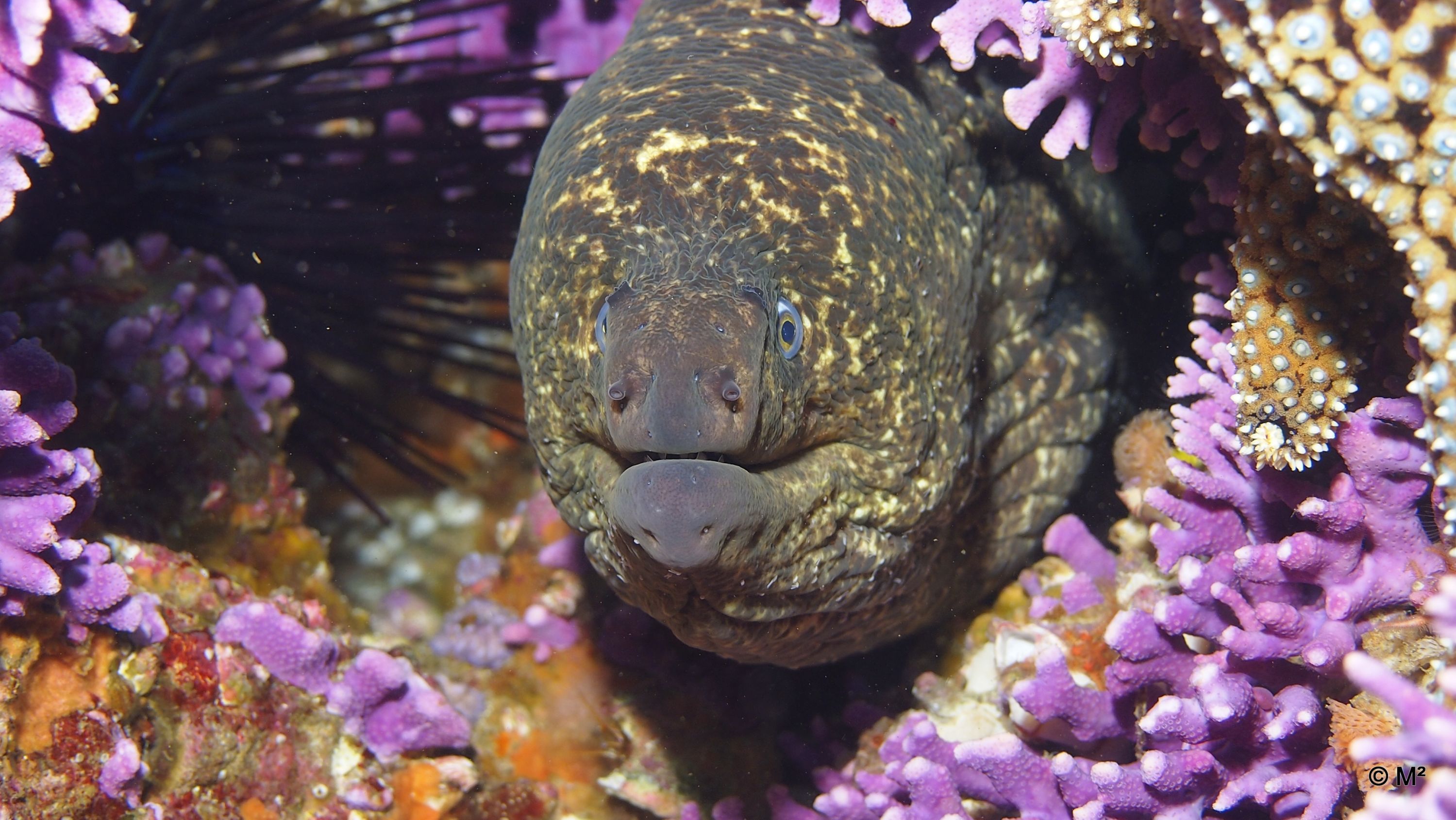 California Moray Eel