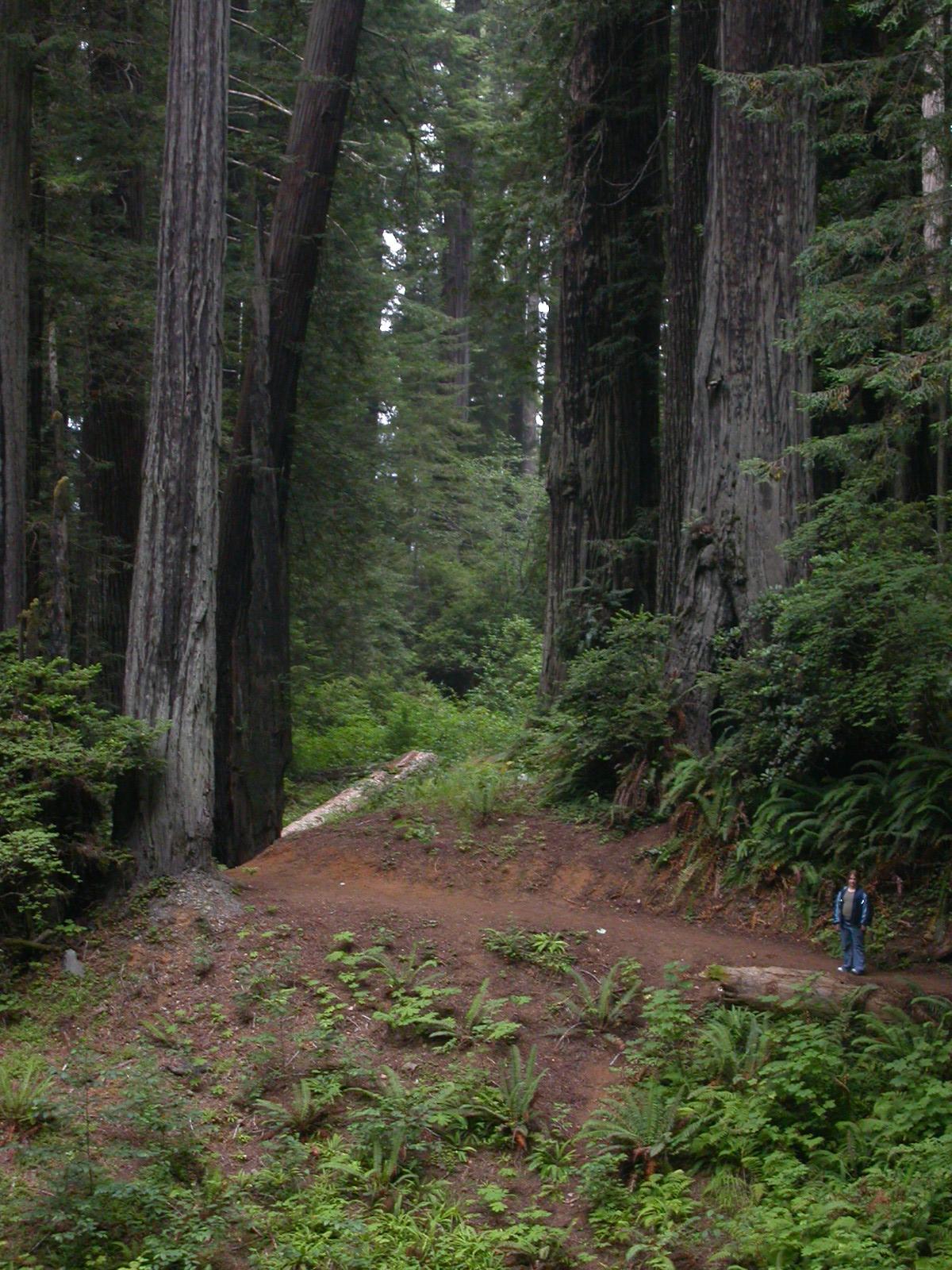 California Redwoods