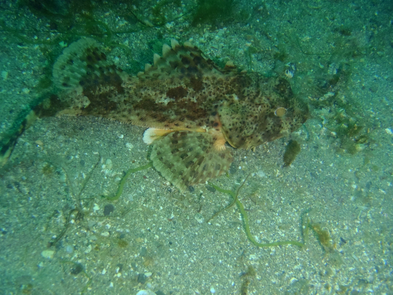 California Scorpionfish