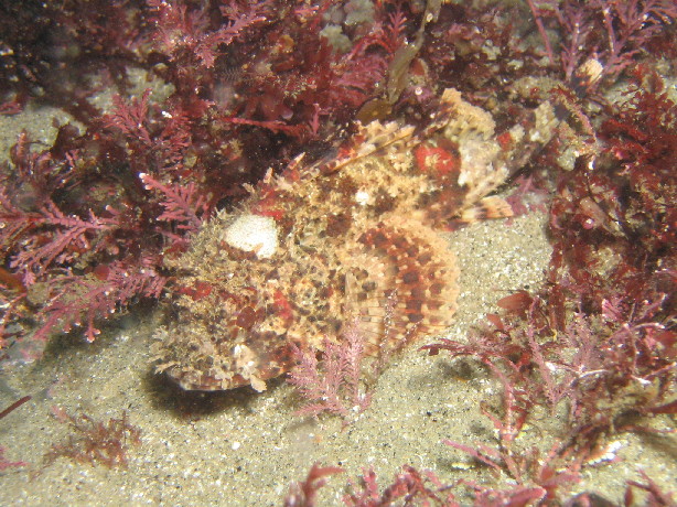 California Scorpionfish