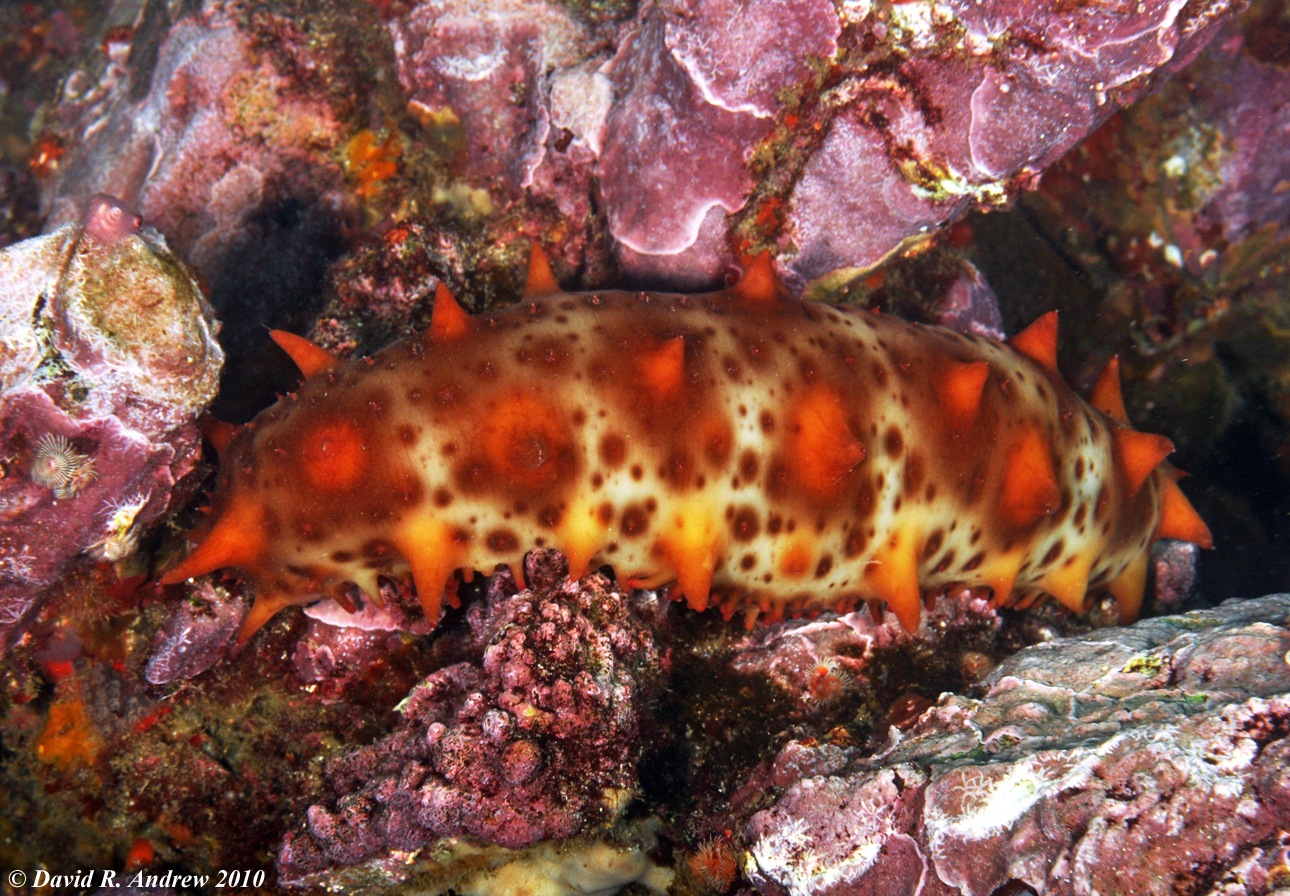 California Sea Cucumber