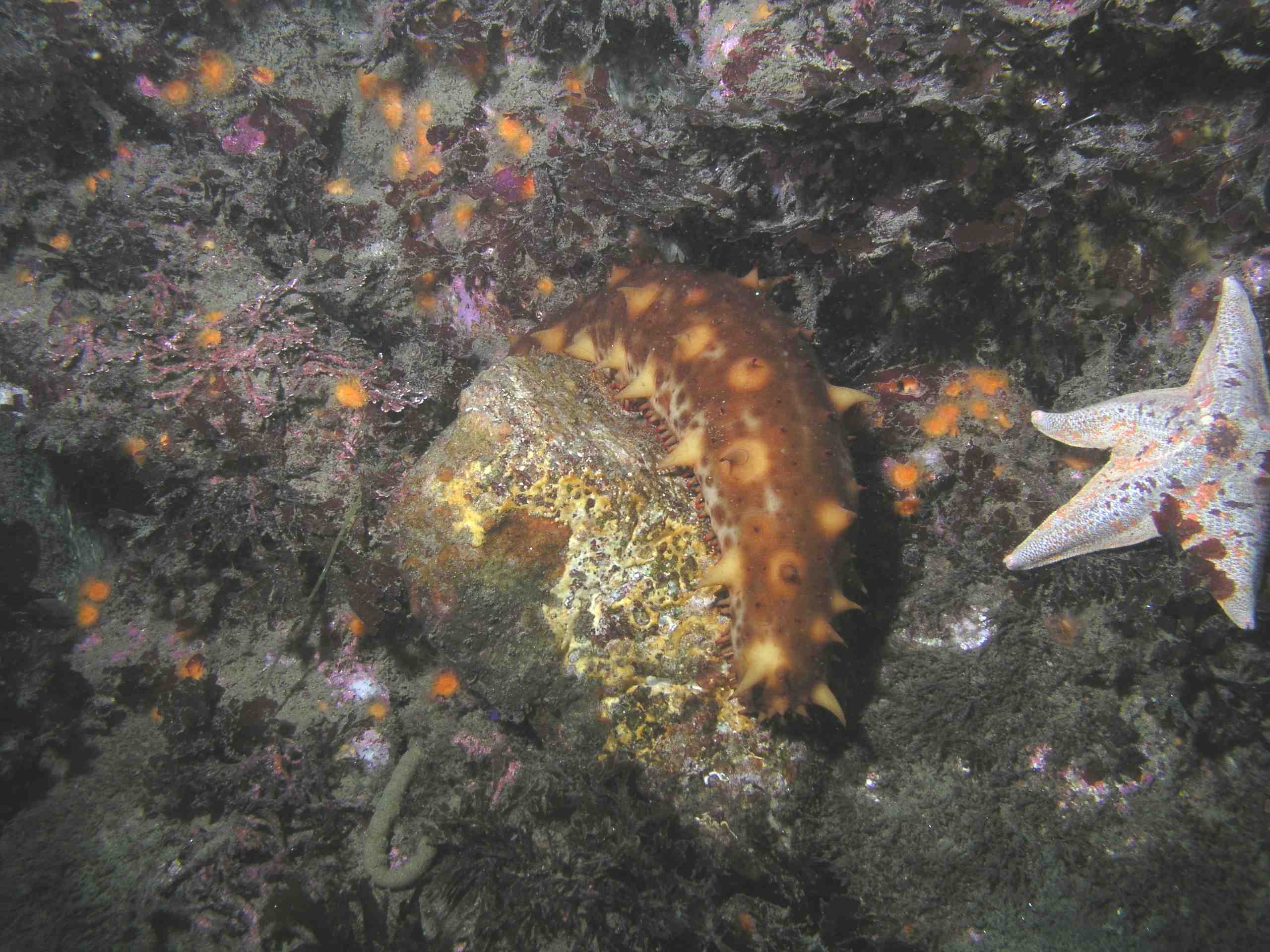 California Sea Cucumber