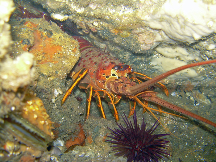 California Spiny Lobster