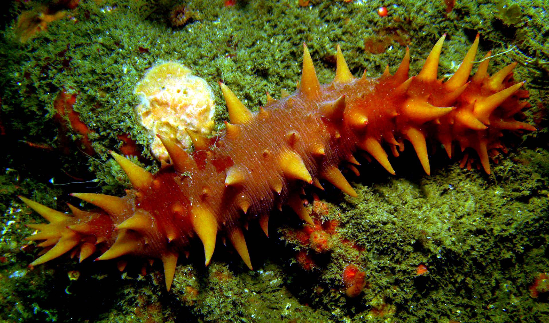 California_Sea_Cucumber_parastichopus_californicus_2_