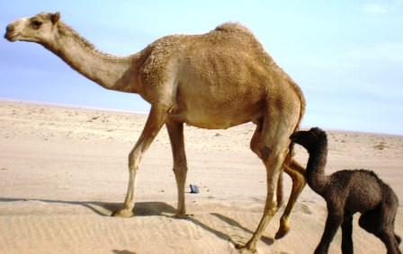 camels