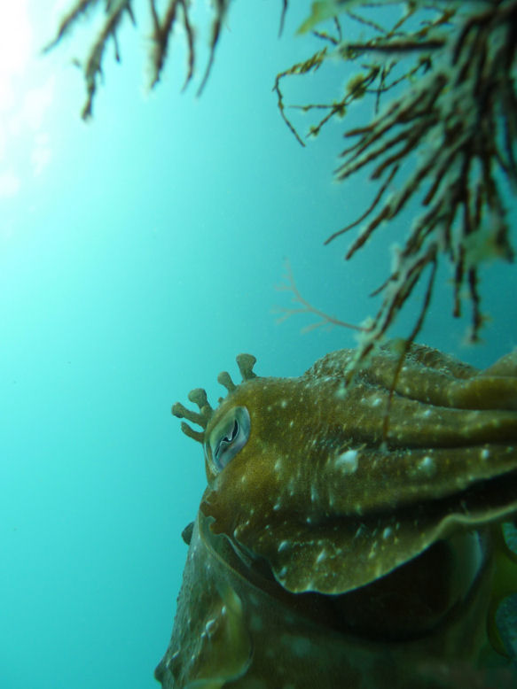 Camera shy Giant cuttle (Sepia apama)