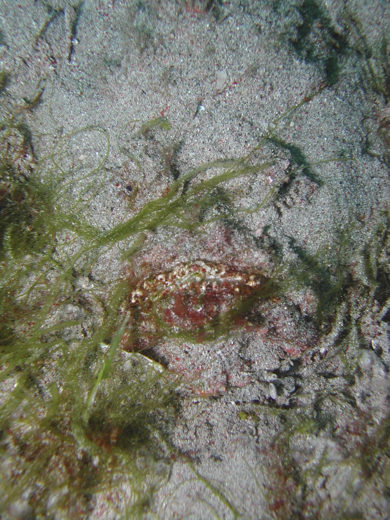 Camoflaged Stonefish