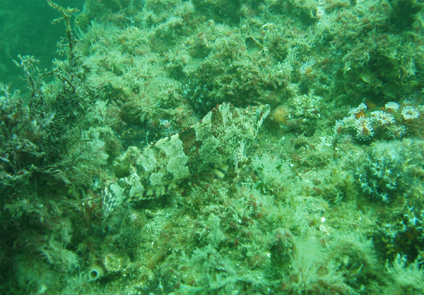 Camoflauged Island Kelpfish