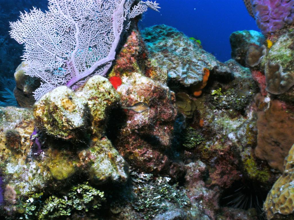 Can you find the Sharp Nose Puffer?