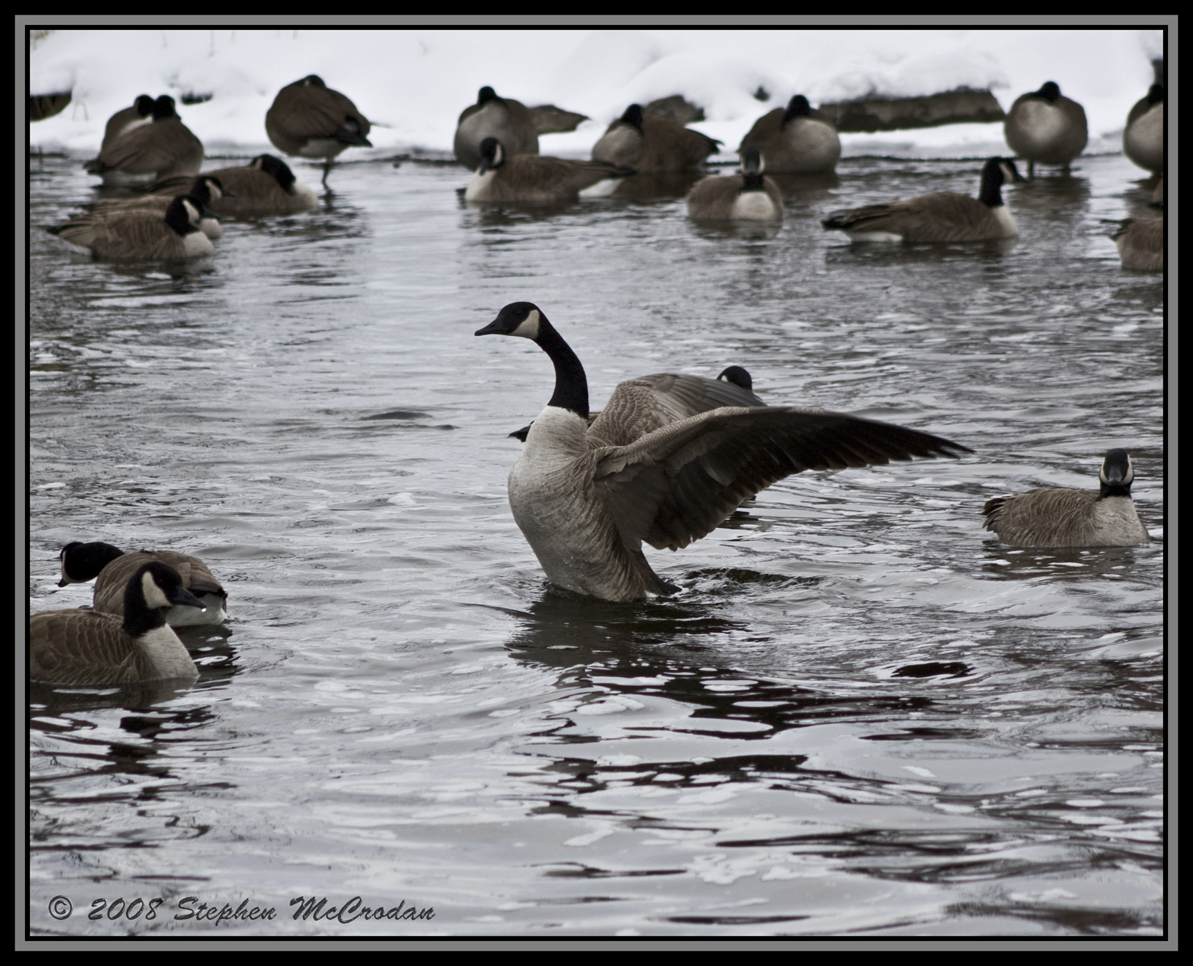 Canada Goose