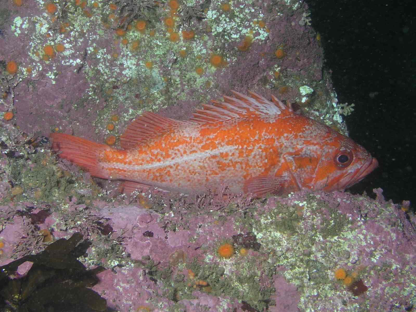 Canary Rockfish