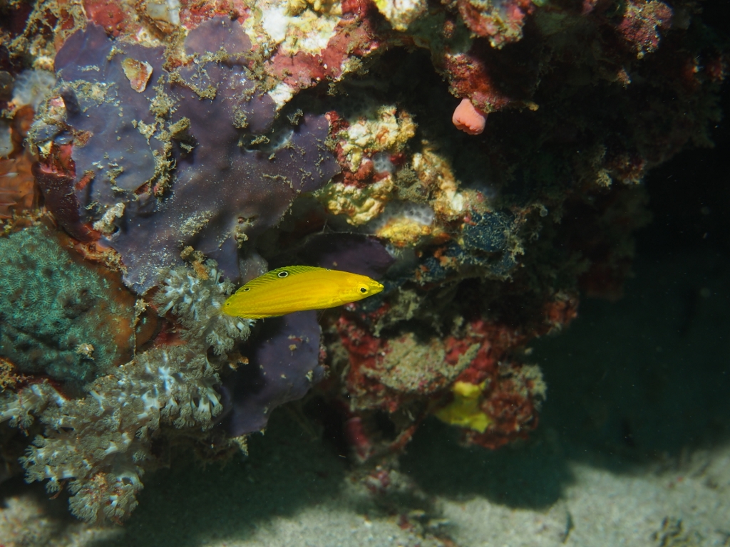 Canary Wrasse