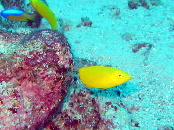 Canary Wrasse