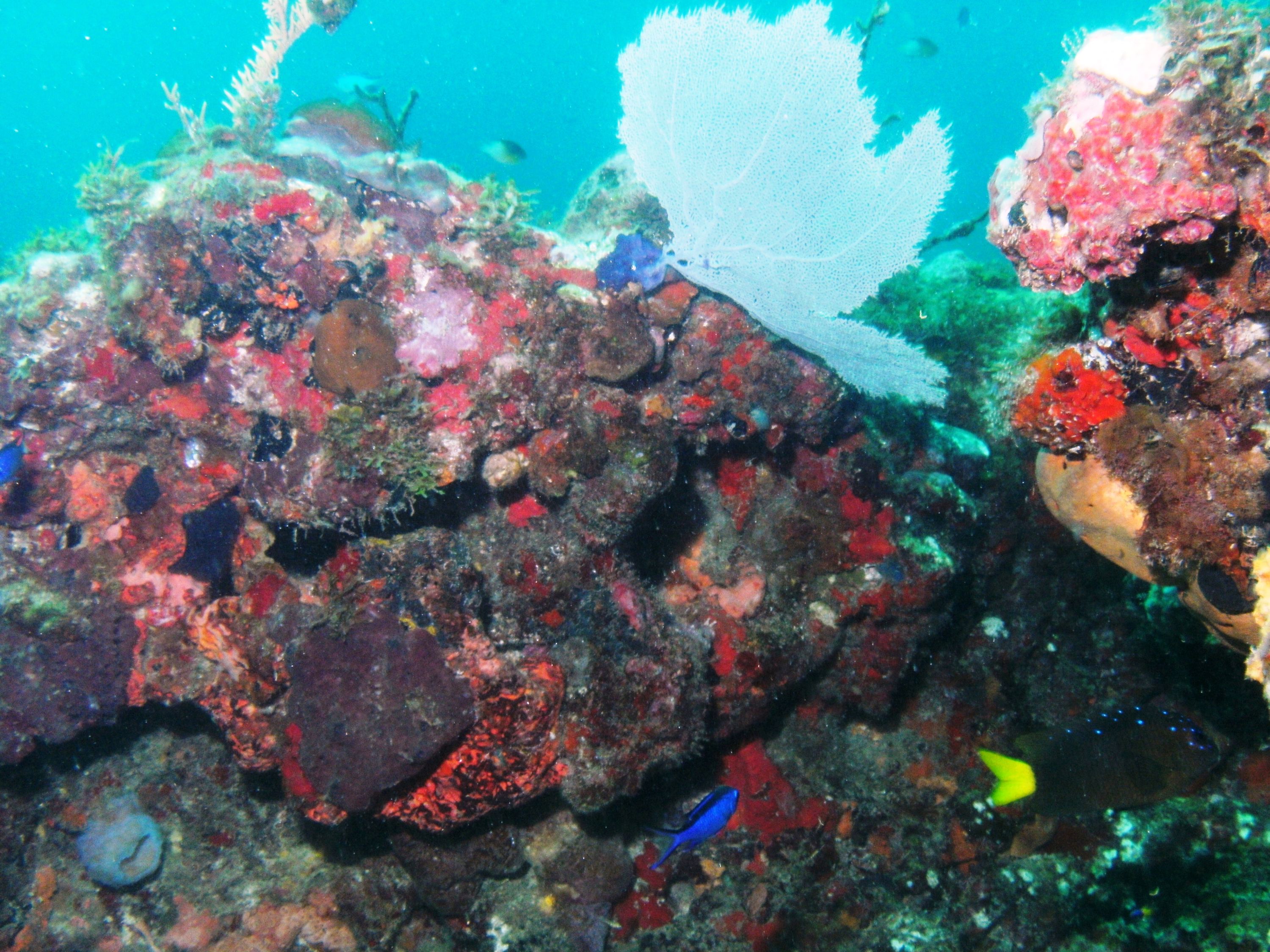 Cancun reef